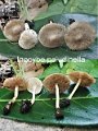 Inocybe paludinella-amf1027-1